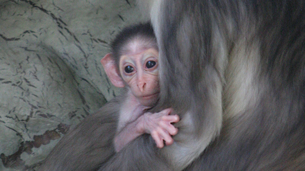 mangabei-zoo barcelona-primats-conservació-cries