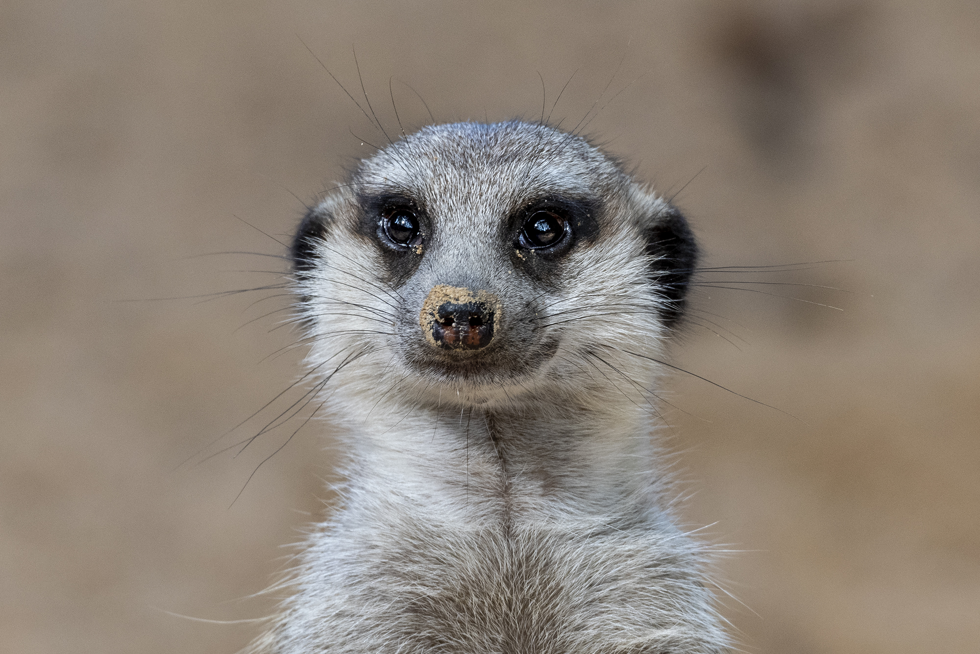Suricata