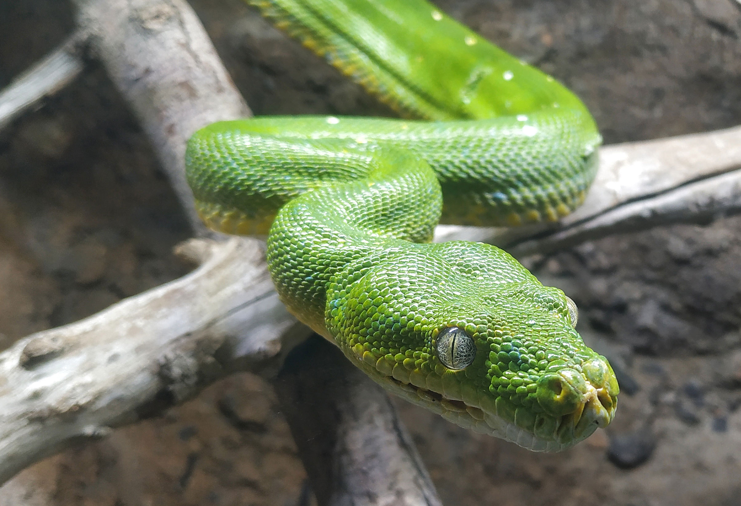poder_animals