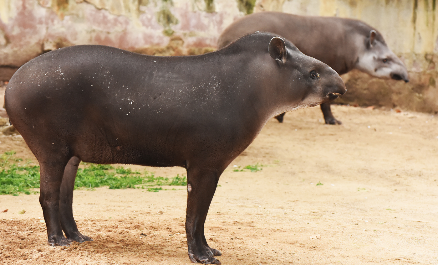 Tapir amazònic