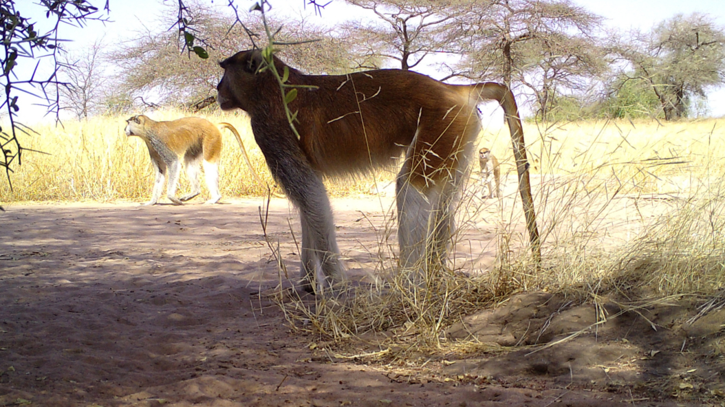 Identificant la fauna de la zona amb l'ús de càmeres trampa: Mones vermelles