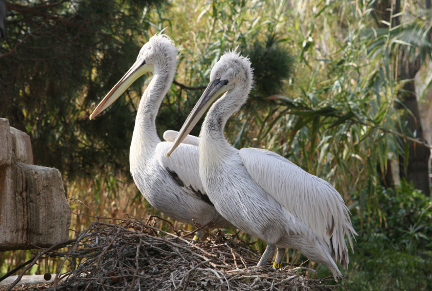 pelicanos