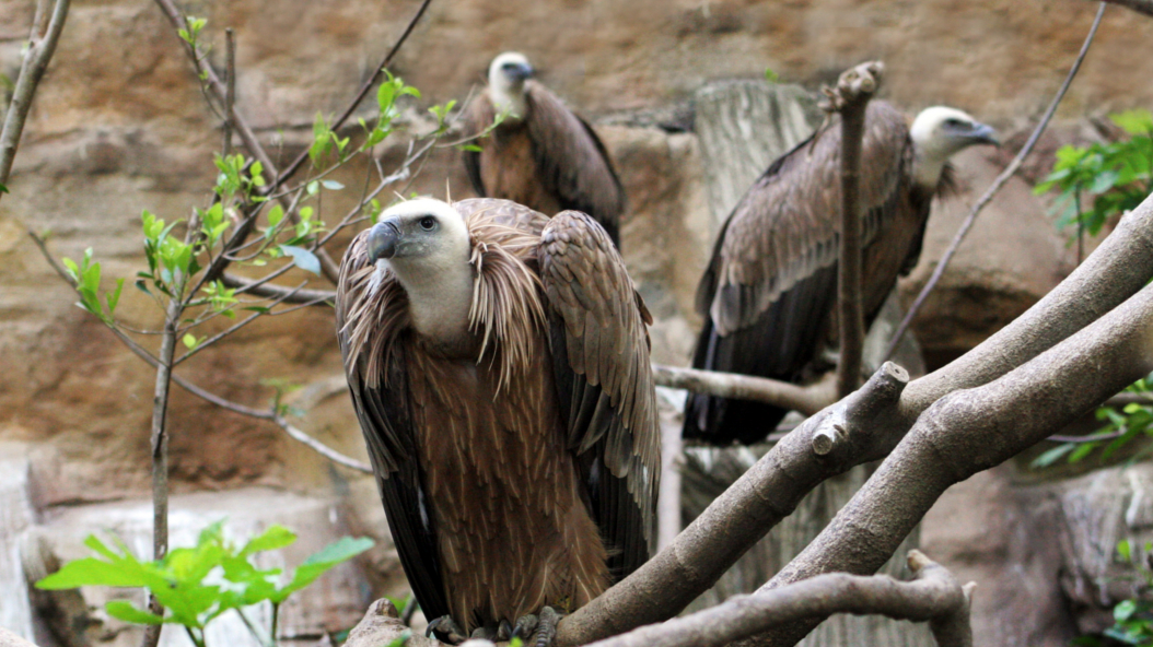 Griffon vultures, Gyps fulvus