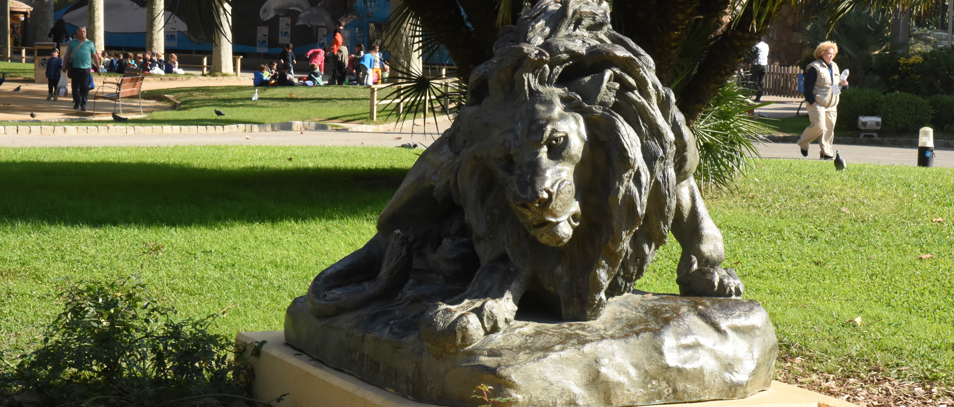 Lion - Zoo Barcelona