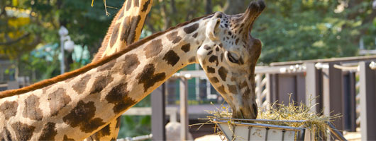 girafa-animals-zoo-barcelona