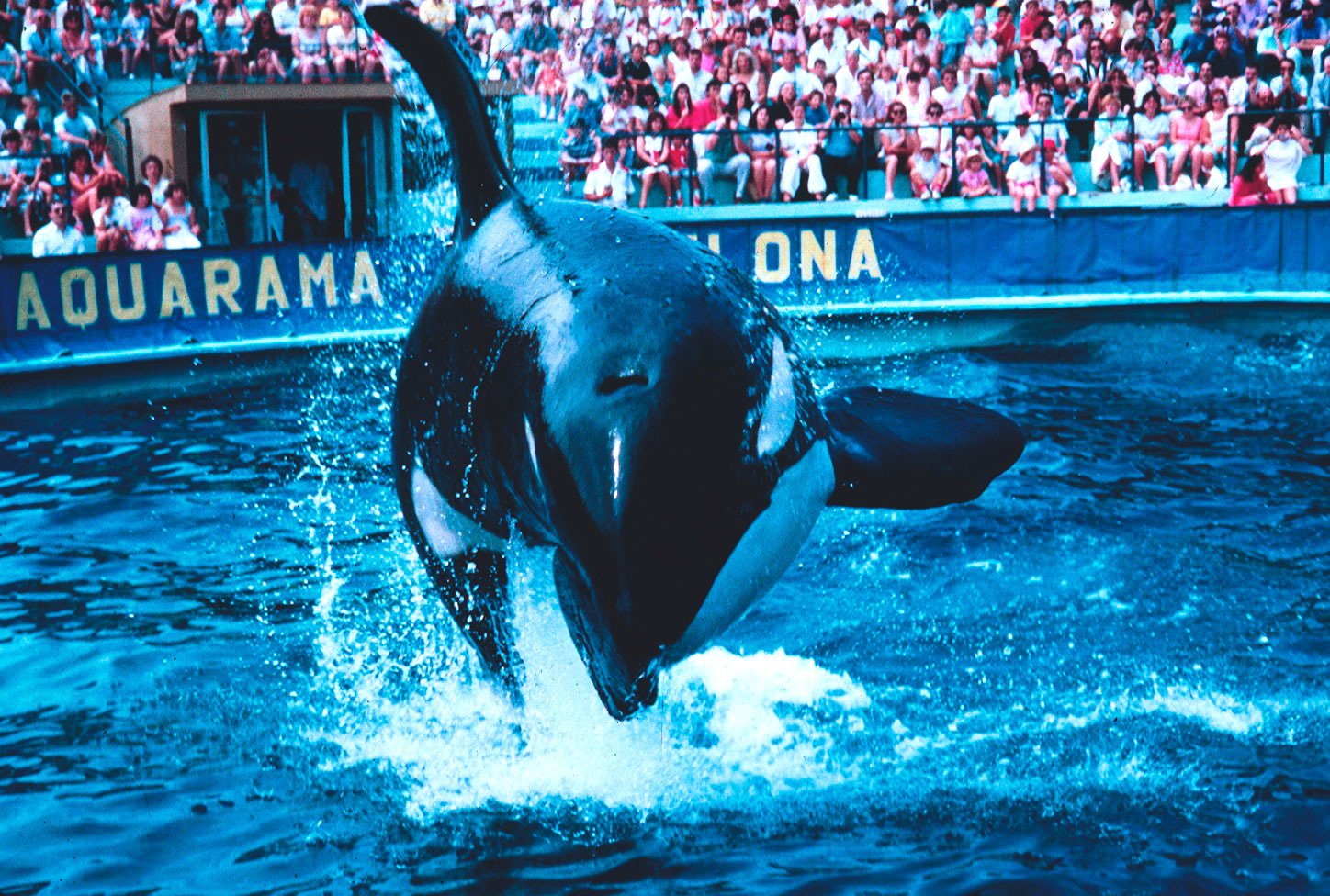ulises-orca-zoo barcelona