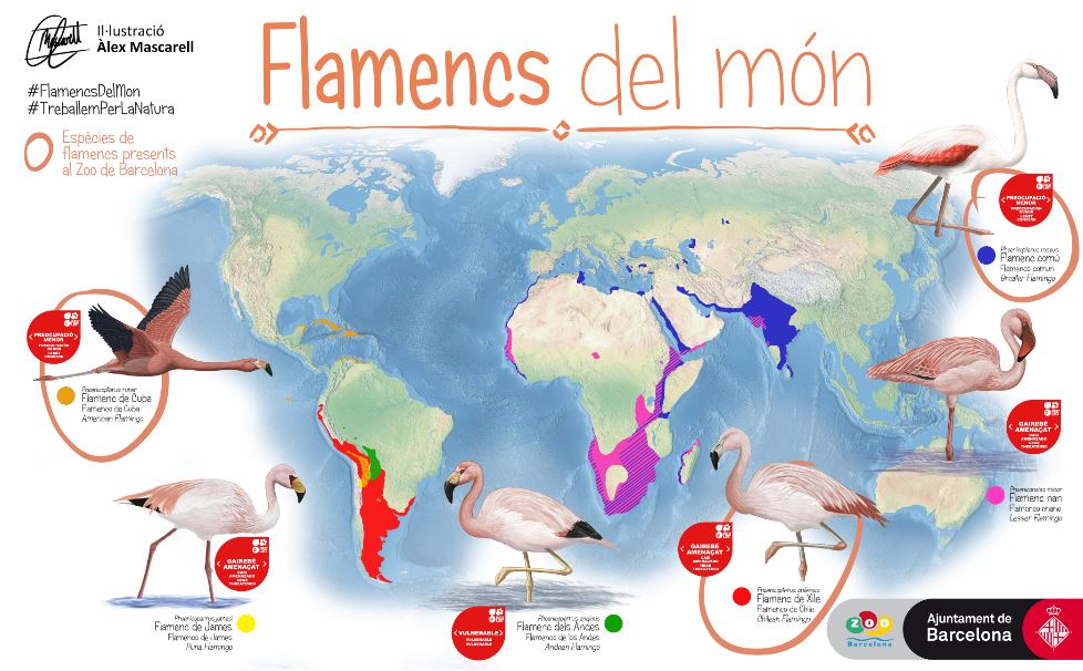 Flamingos of the world