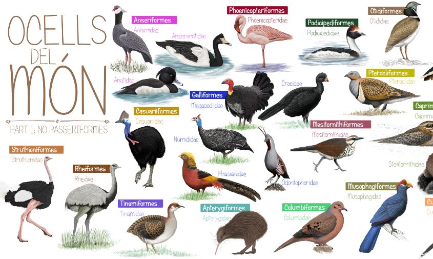 Aves del mundo - No Passeriformes