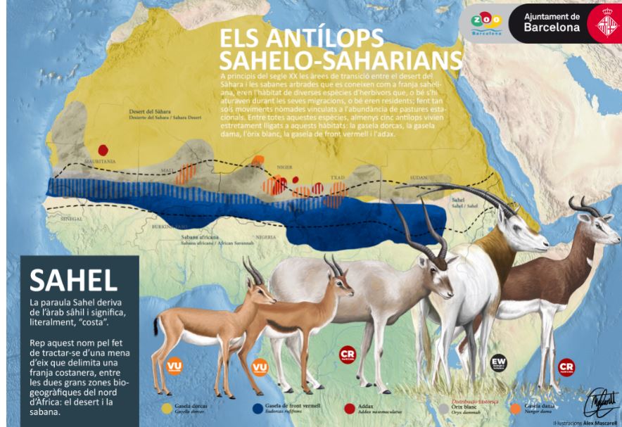 Los Antílopes Sahel-Saharianos