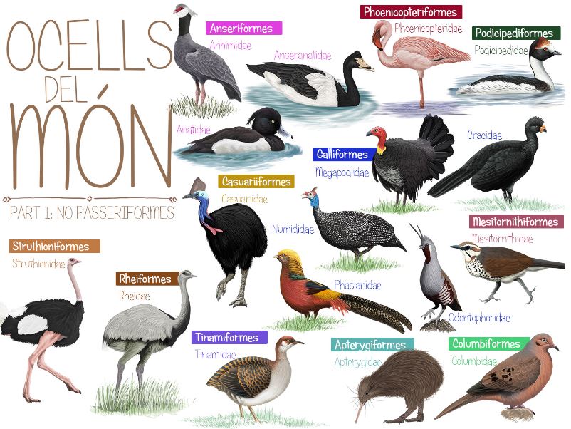 Aves del mundo Vol 1 - Pag1