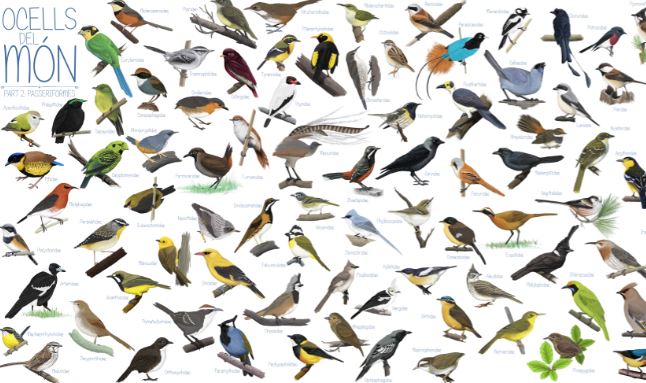 Ocells del món - Passeriformes