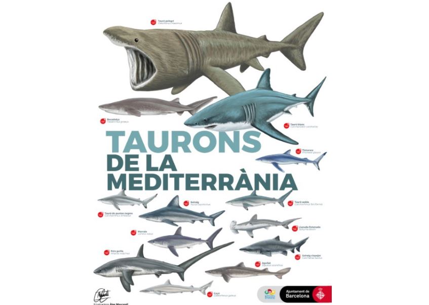  Tiburones del Mediterráneo