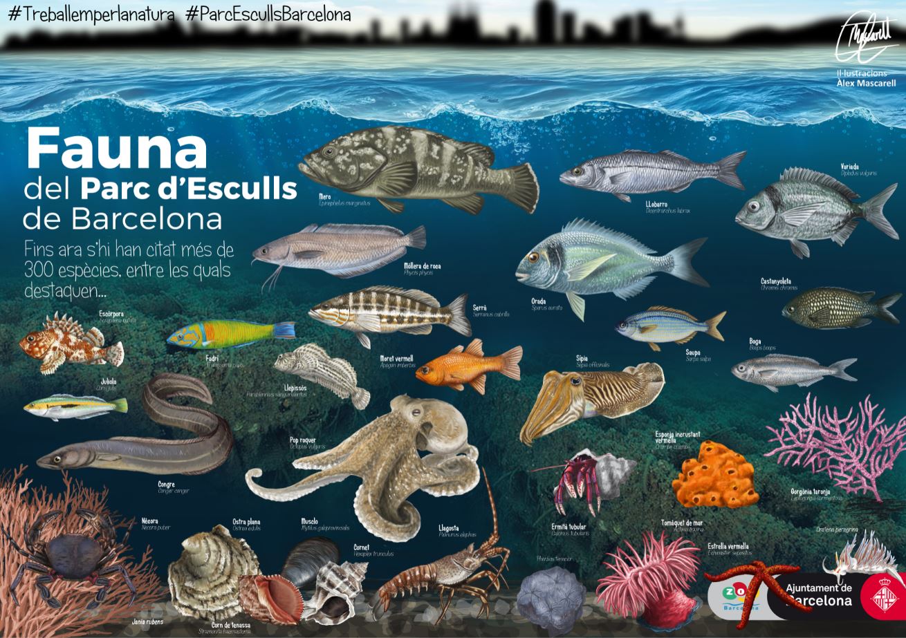 Fauna del Parque de los arrecifes de Barcelona