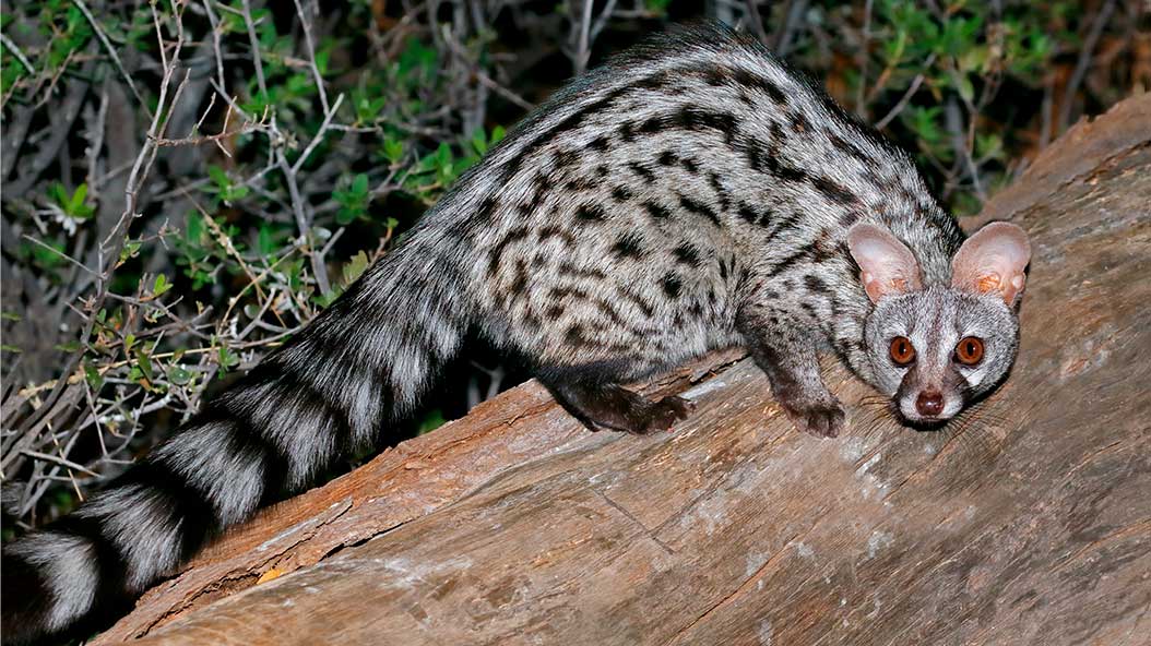 Actividades primaria | Zoo Barcelona