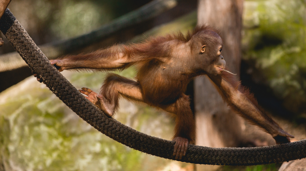 Zoo Barcelona