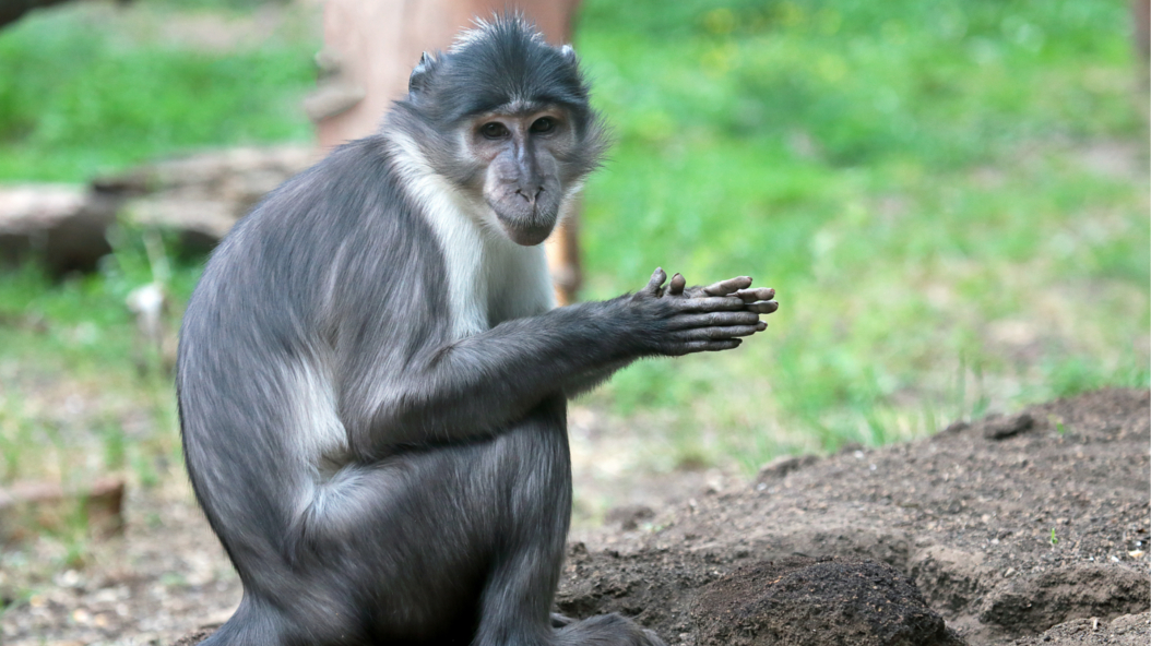 Zoo Barcelona