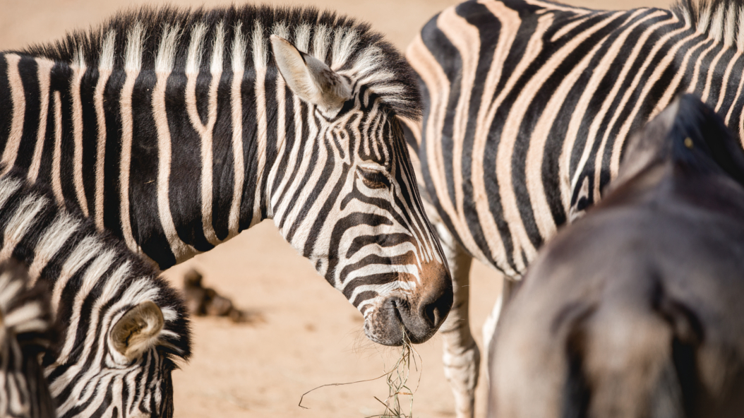 Zoo Barcelona