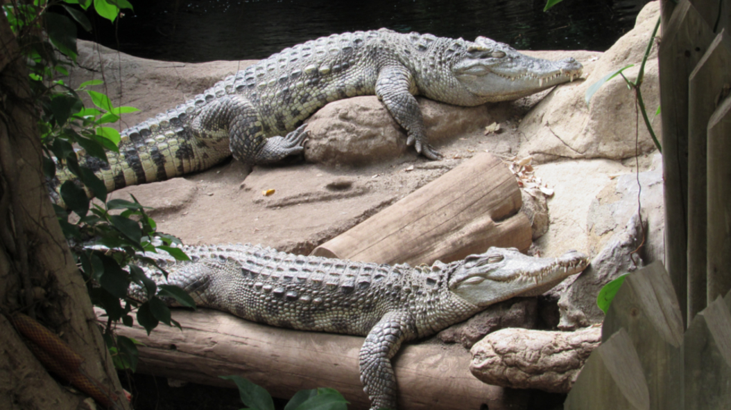 Zoo Barcelona