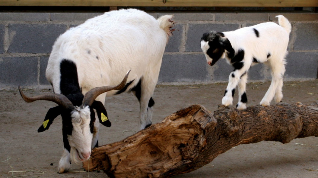 Zoo Barcelona