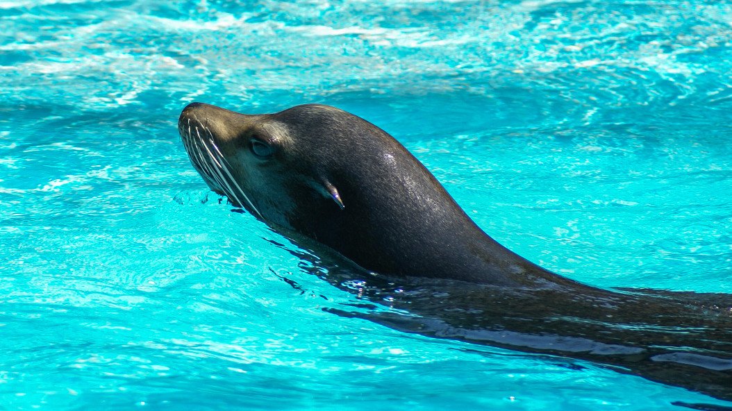 Zoo Barcelona-mamifers aquatics