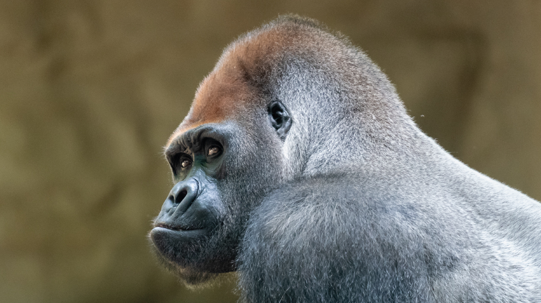 Zoo Barcelona