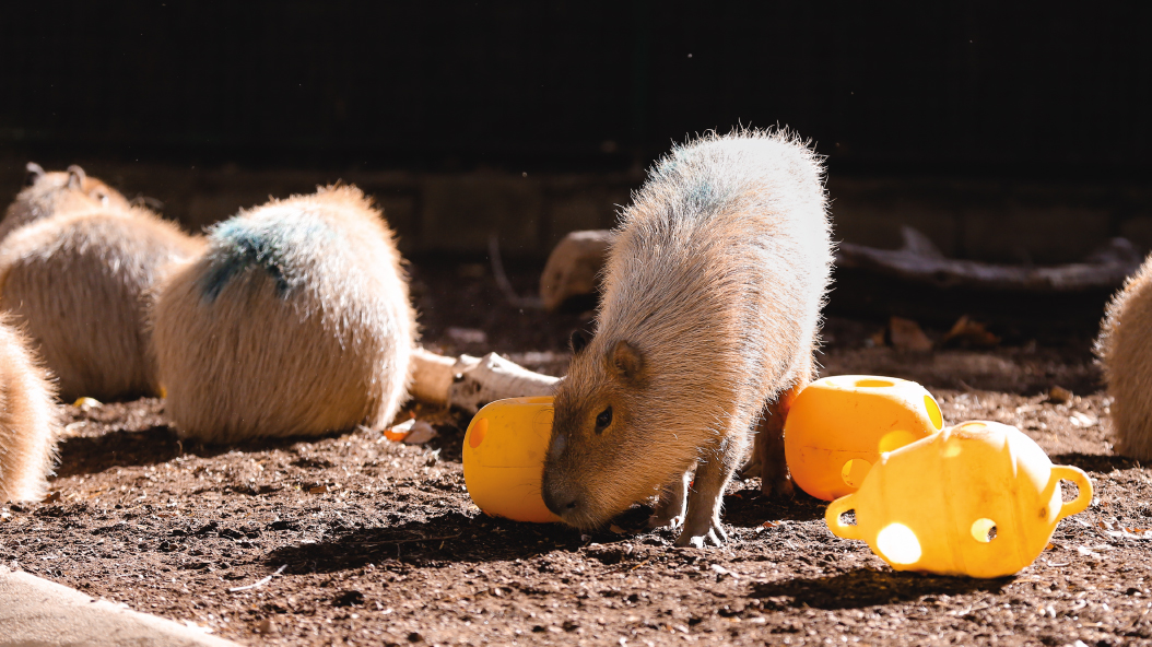 DIES DE ZOO "JOGUINES ANIMALS"