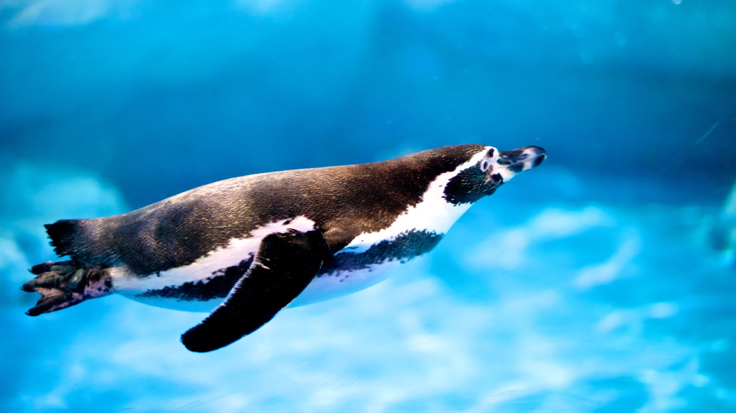Trobades amb cuidadors - pingüins