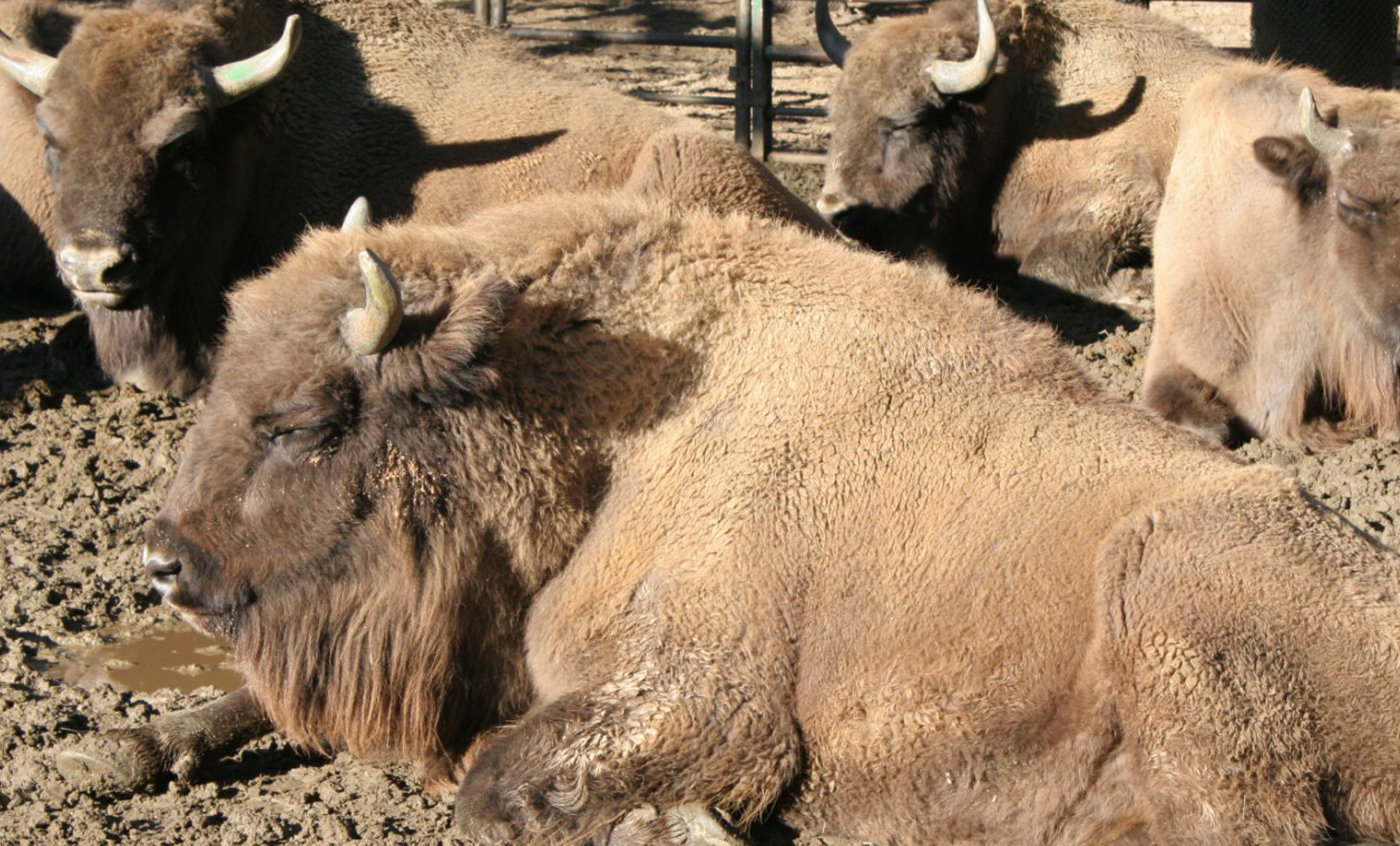 Trobades amb cuidadors - bisonts
