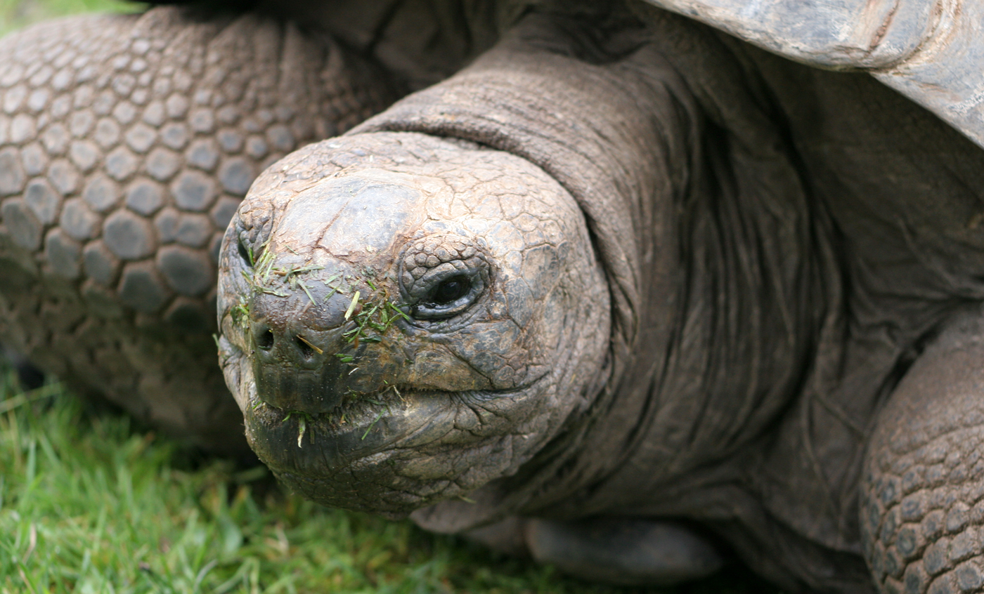 Encounters with keepers - tortoise