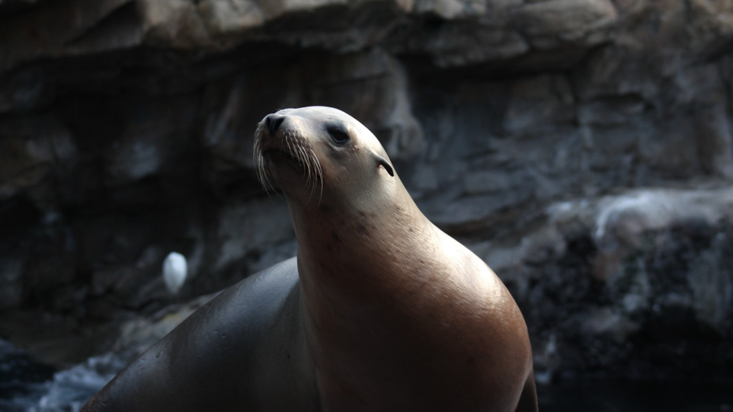 Encounters with keepers - sea lions