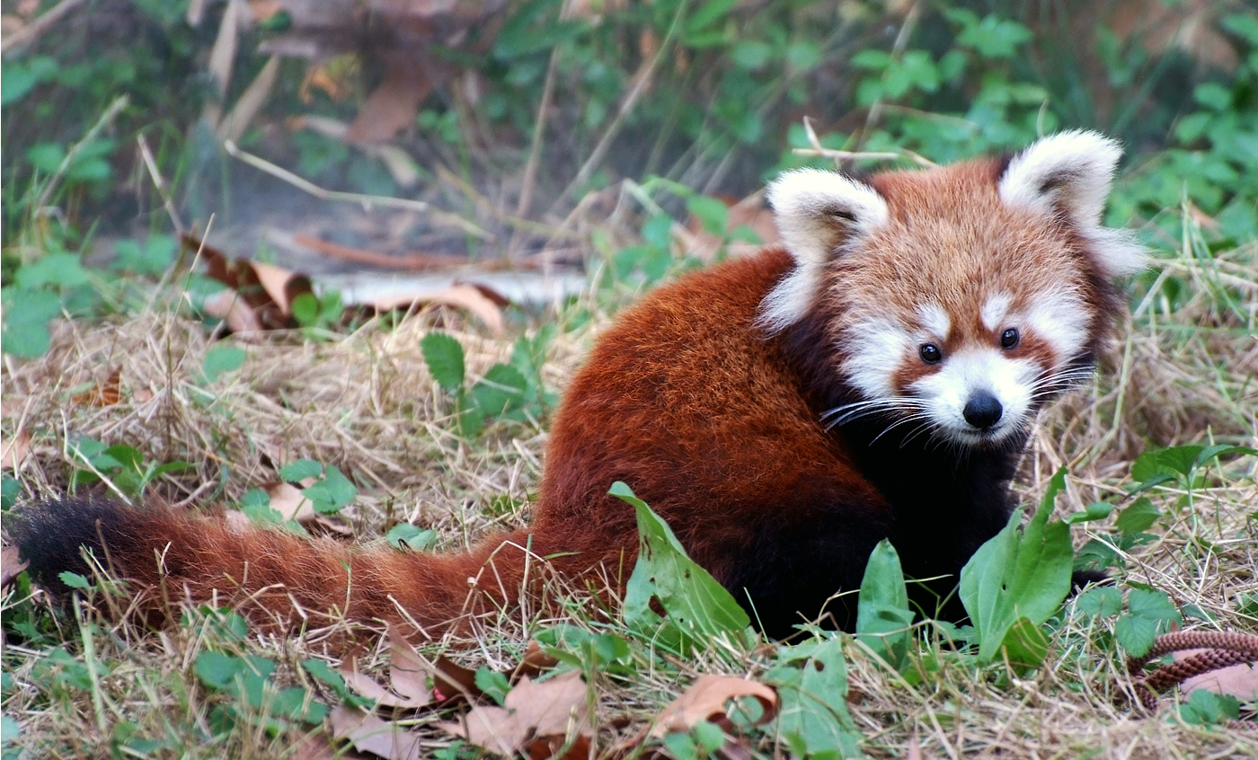 Red panda - Zoo Barcelona