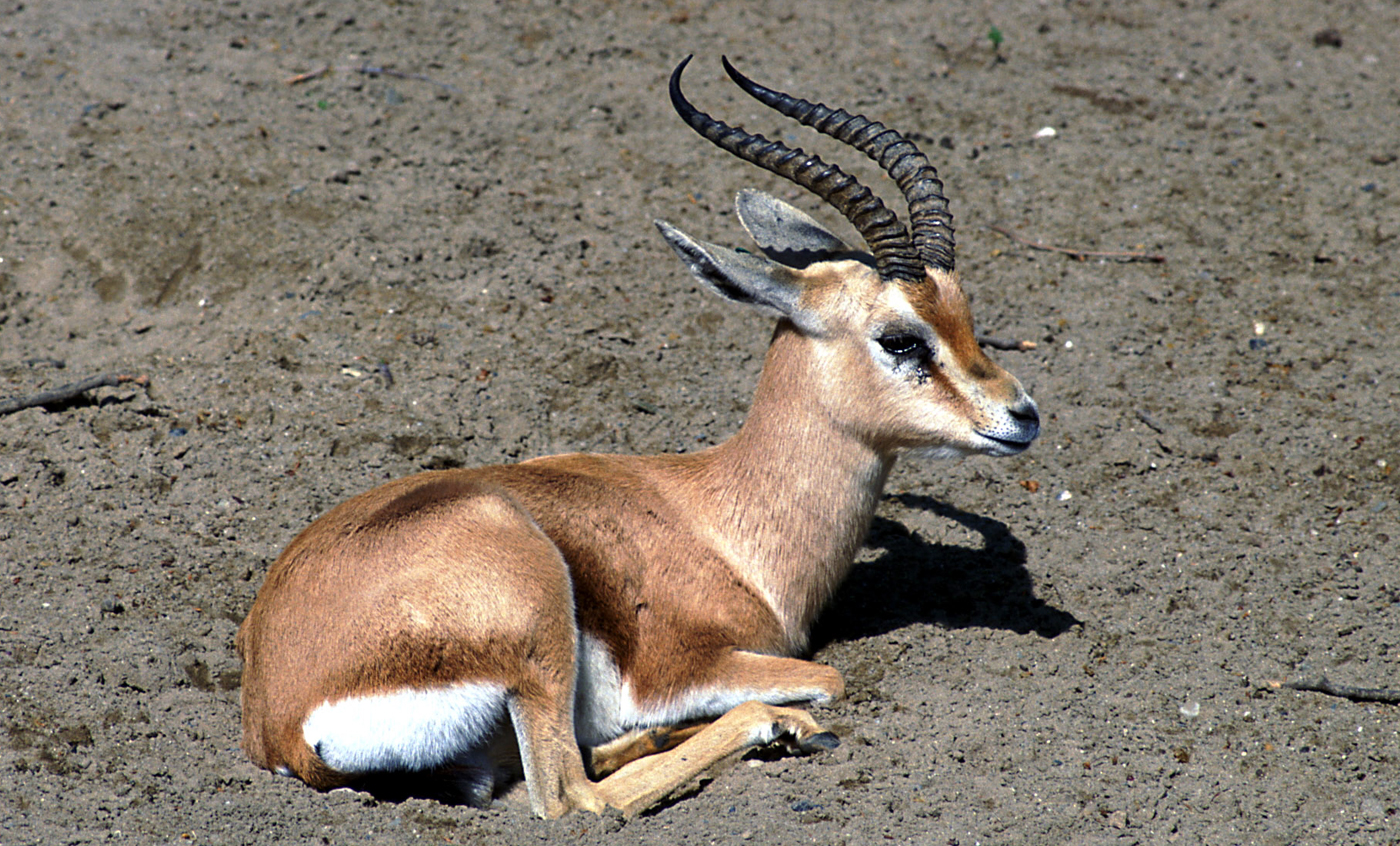 Gazella dorcas osiris