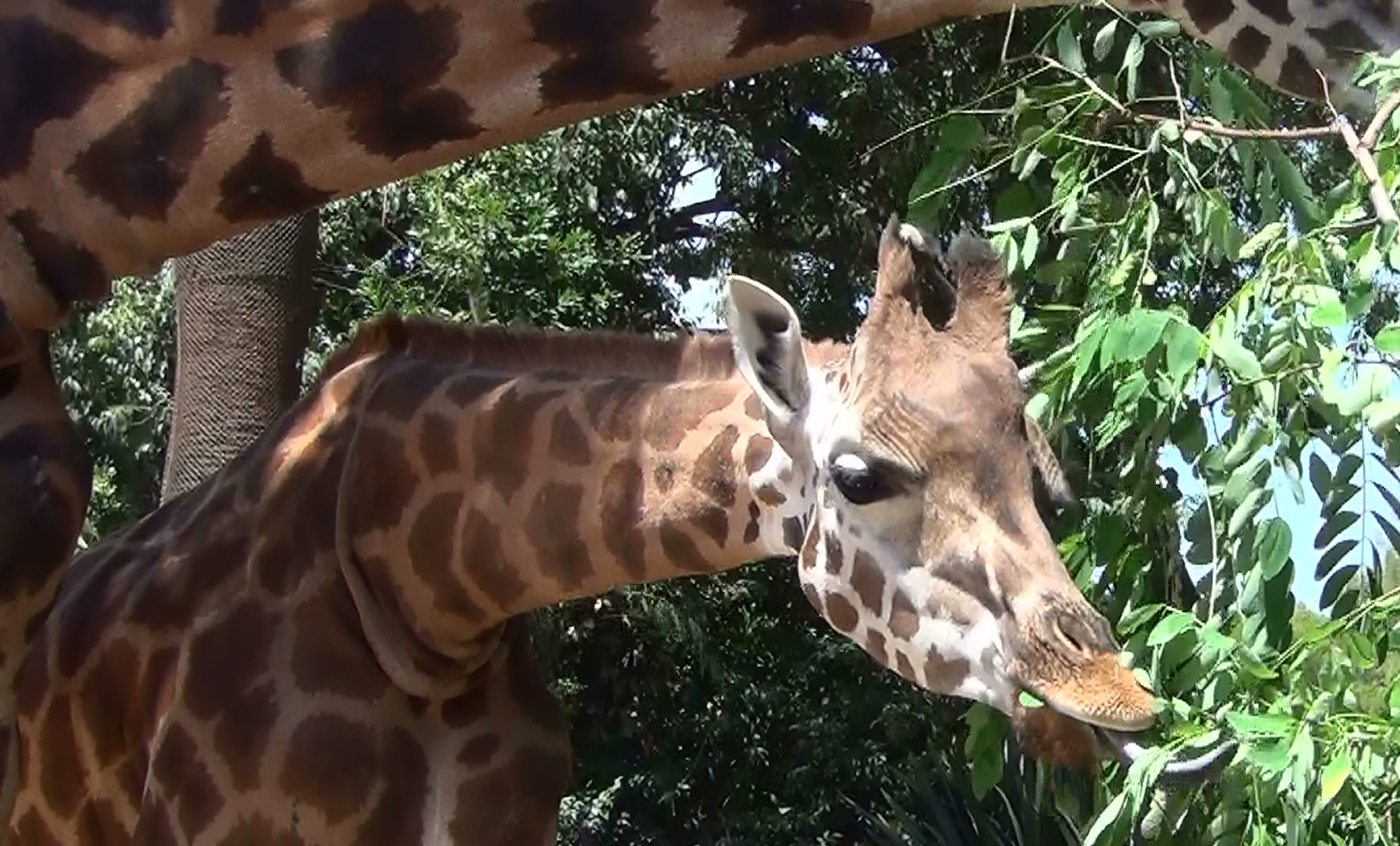Rothschild's giraffe | Zoo Barcelona