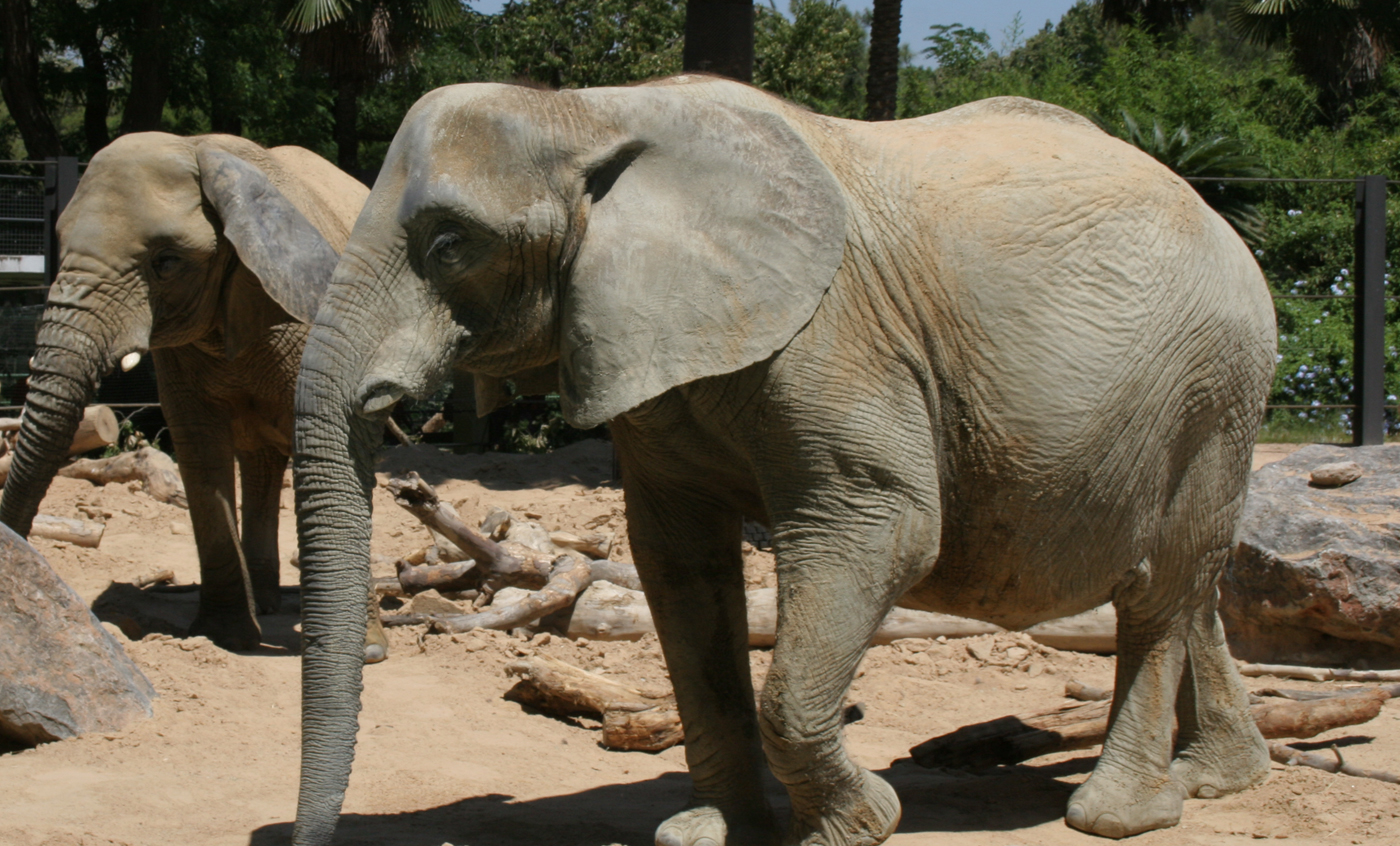 African bush elephant | Zoo Barcelona