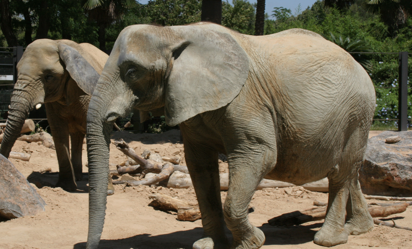 Elefante africano de sabana - Zoo Barcelona