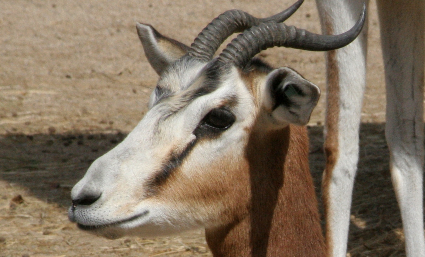 Mohor gazelle