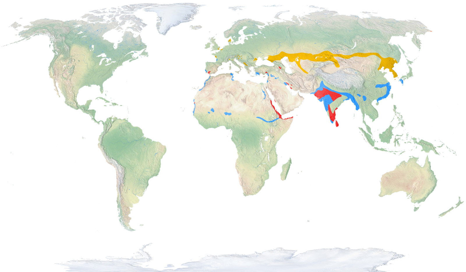 Eurasian spoonbill