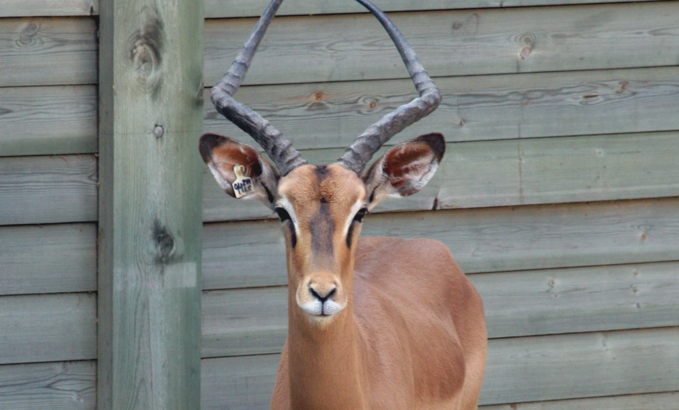 Black-faced impala | Zoo Barcelona