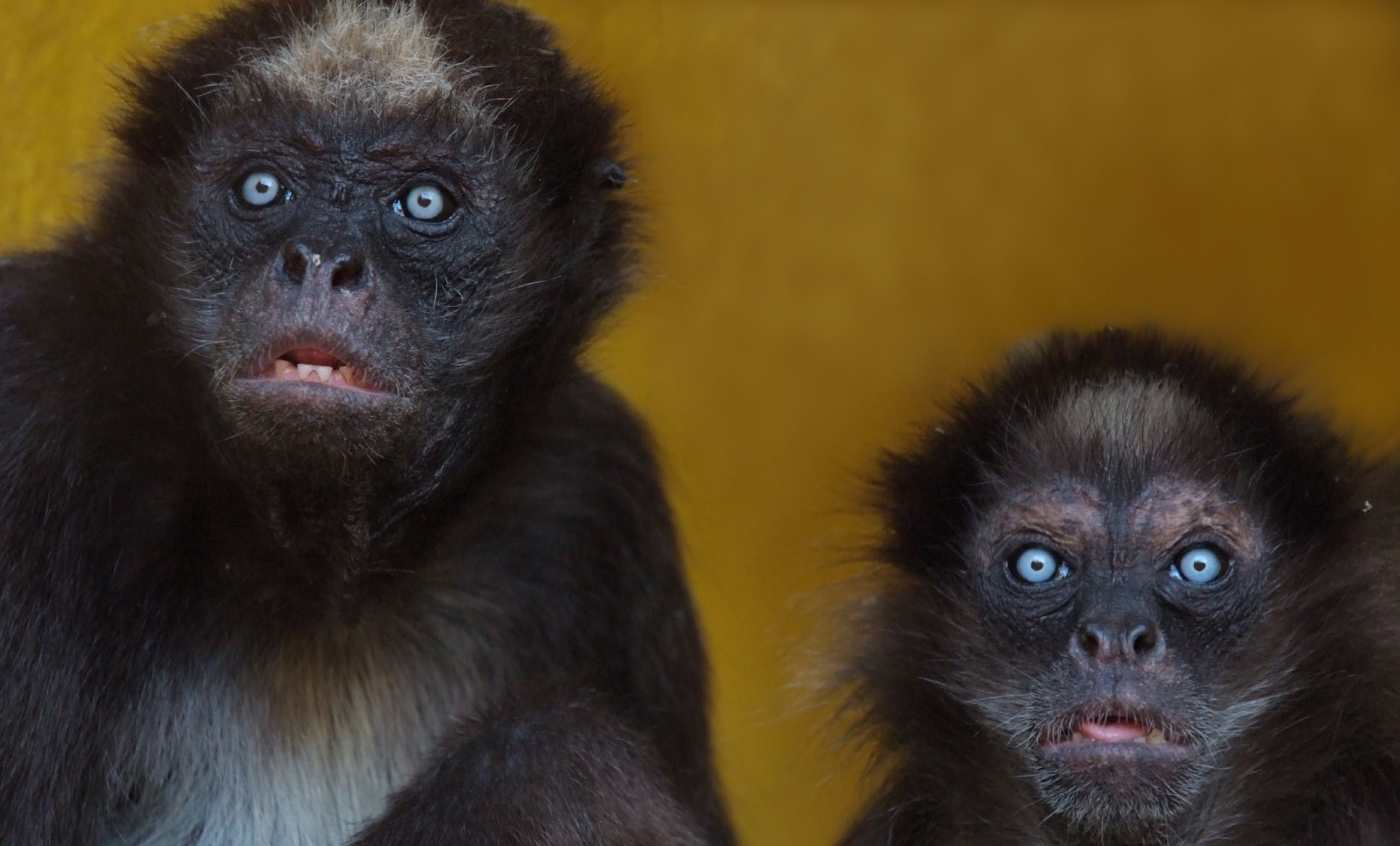 Variegated spider monkey