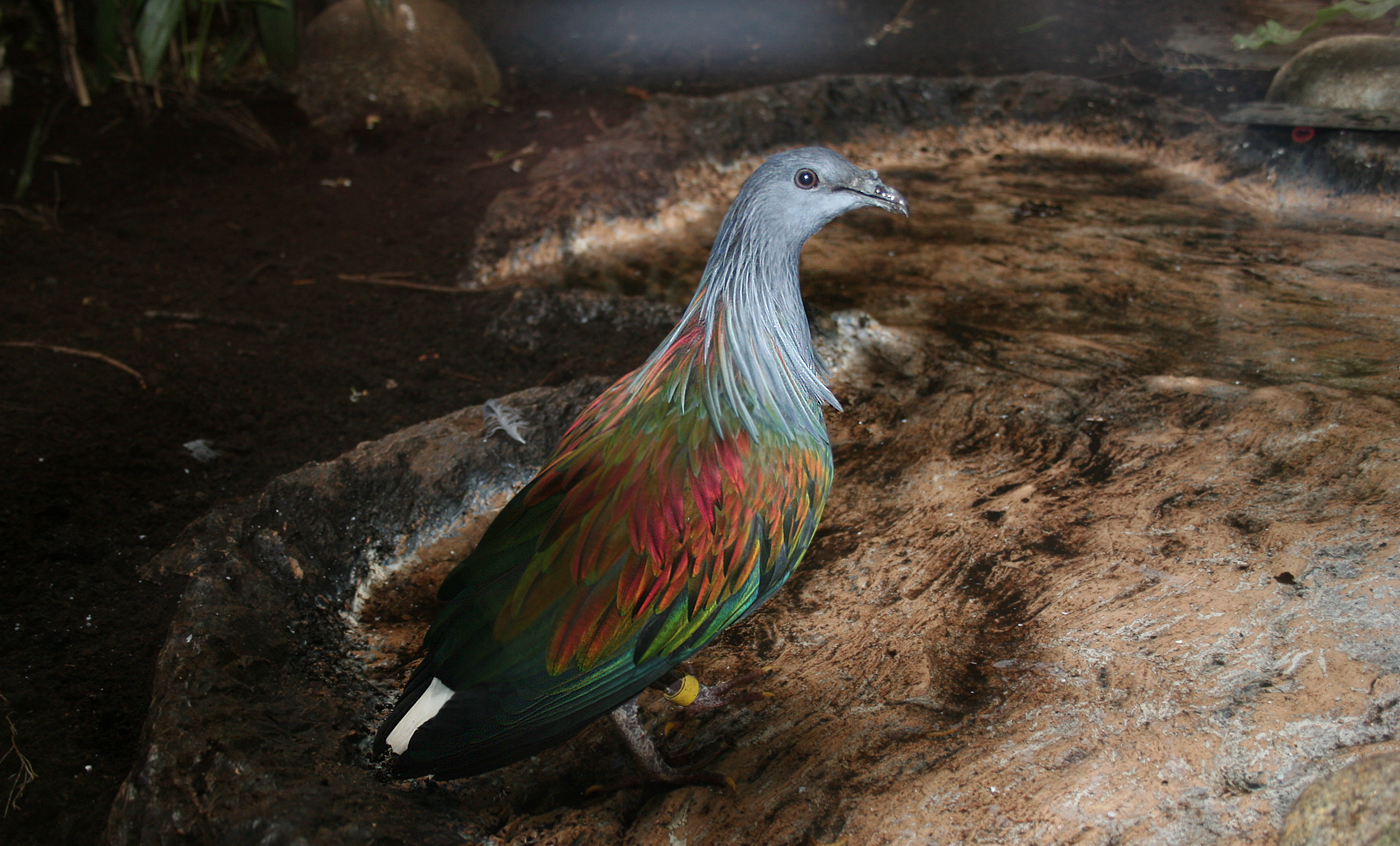 Nicobar pigeon