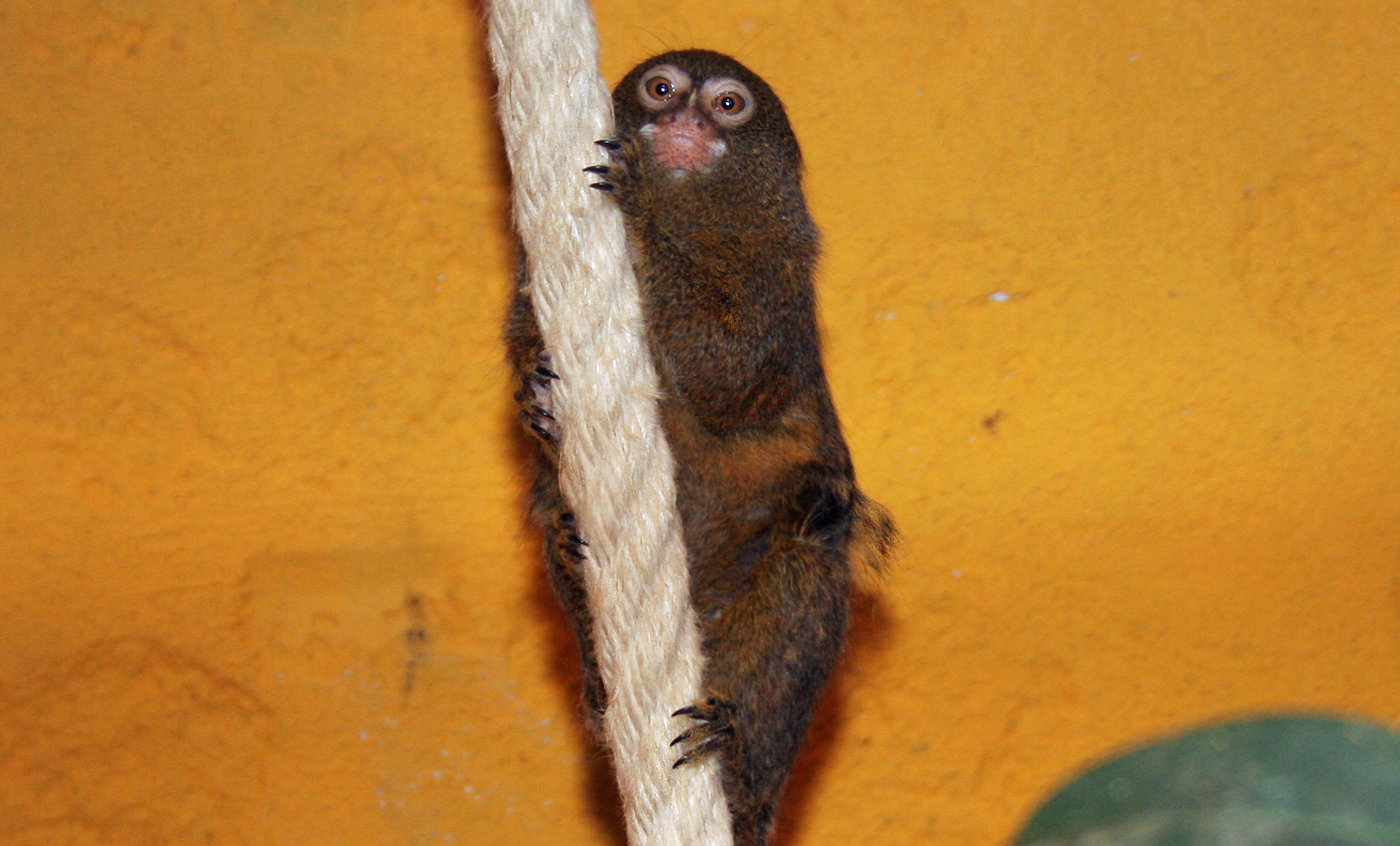 Pygmy marmoset