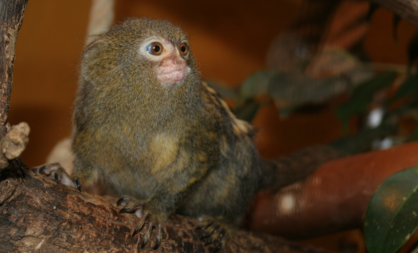 Pygmy marmoset