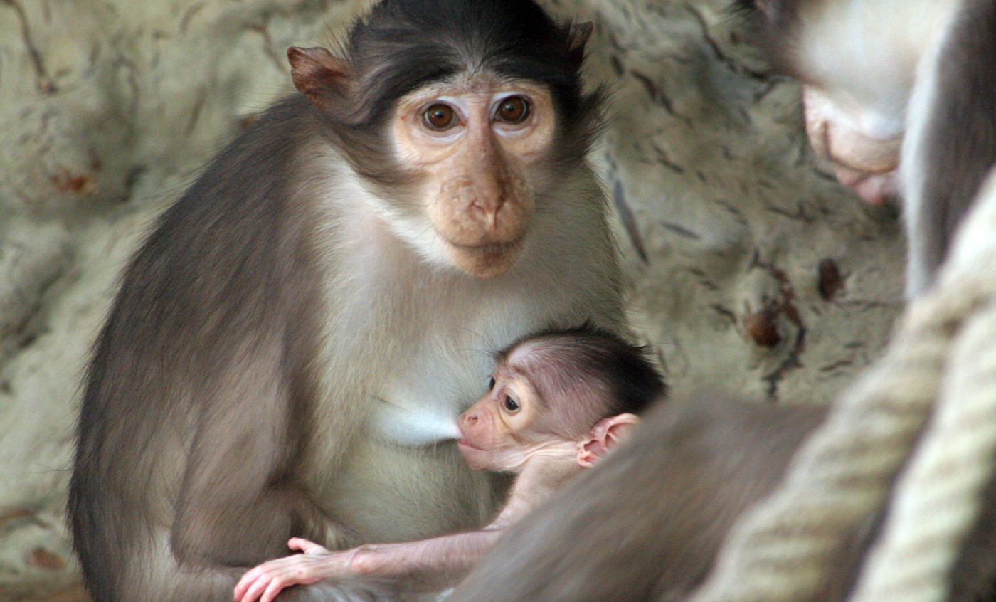 Mangabey de corona blanca