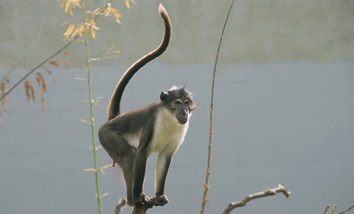 White-naped mangabey