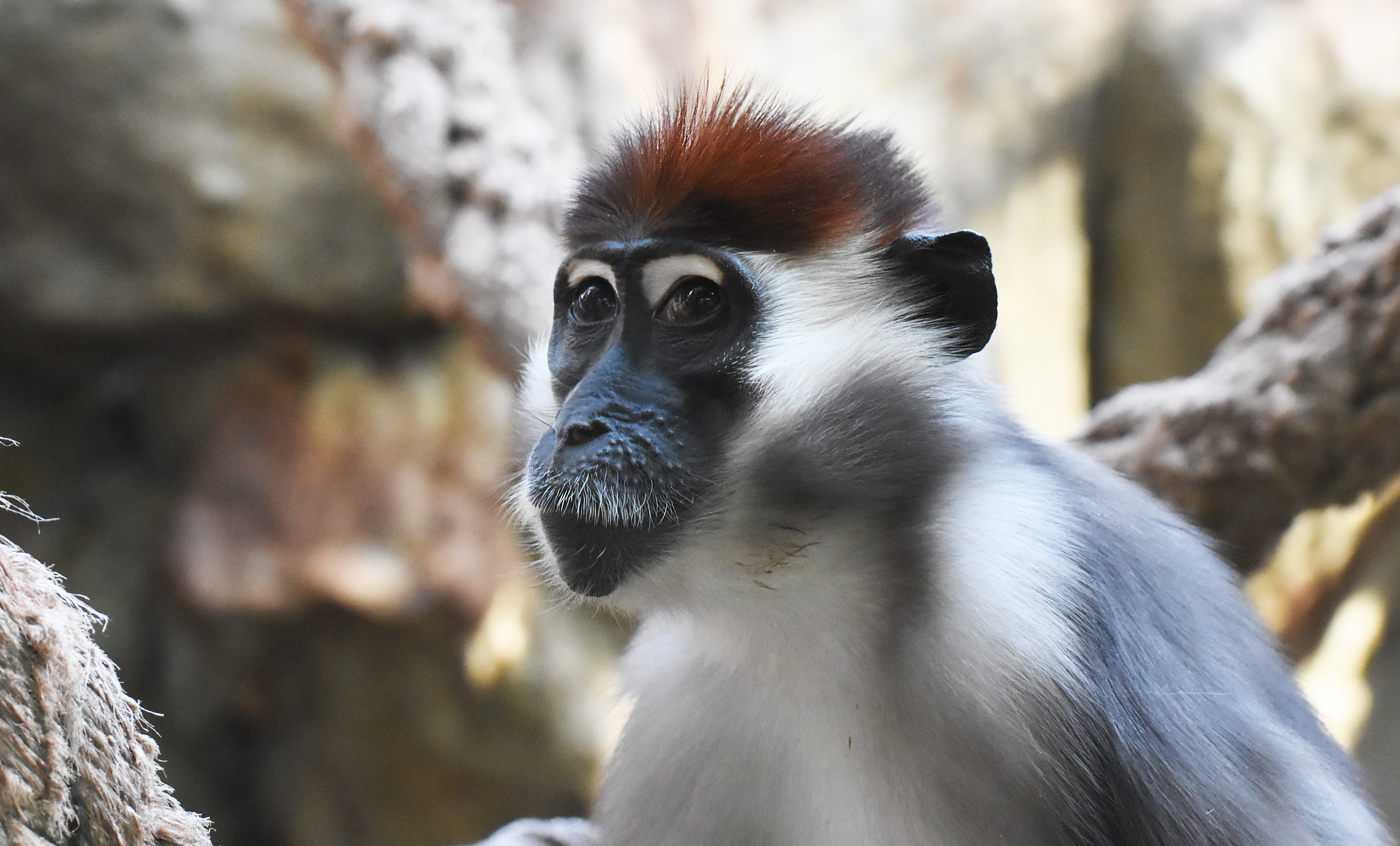 Red-capped mangabey