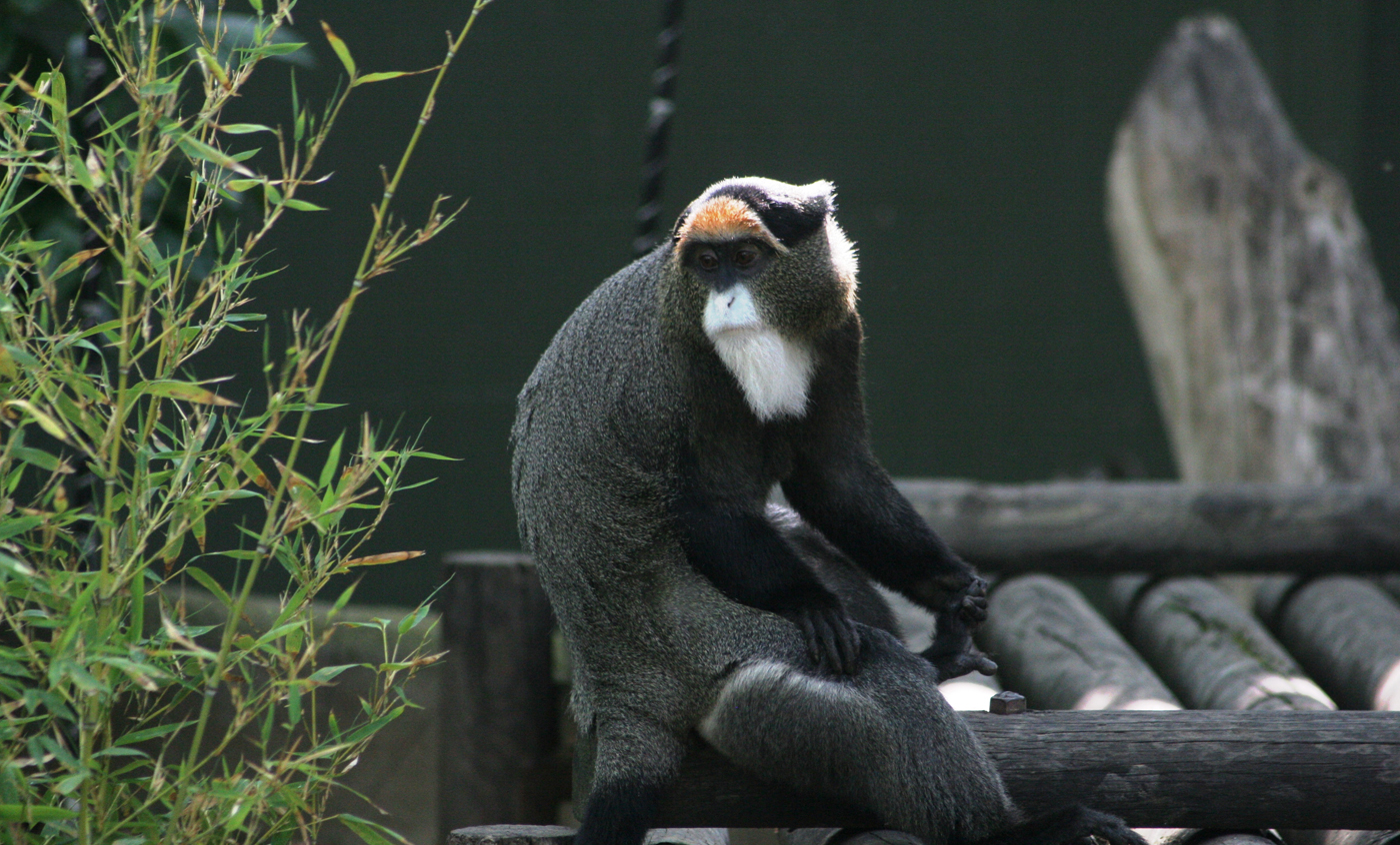 De Brazza's monkey