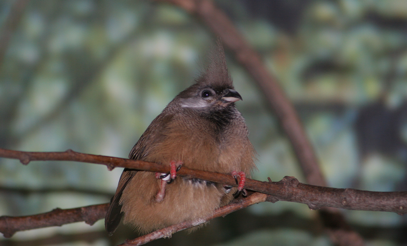 Speckled mousebird