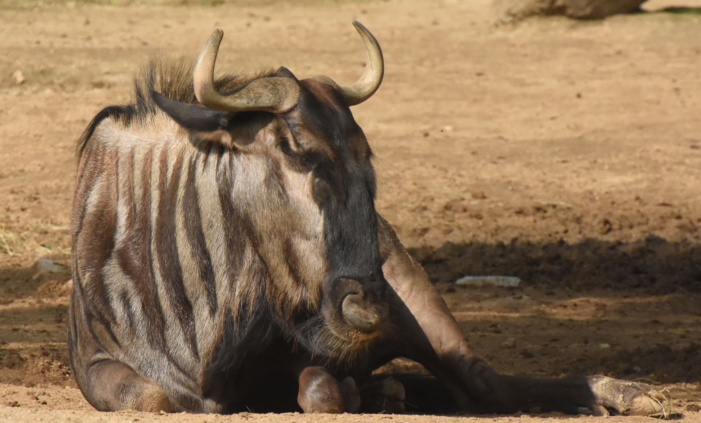 Blue wildebeest