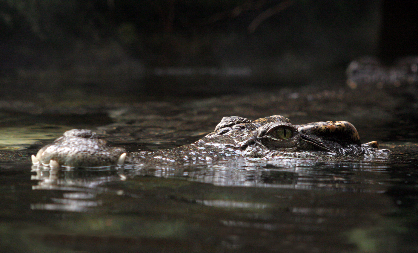 Siamese crocodile