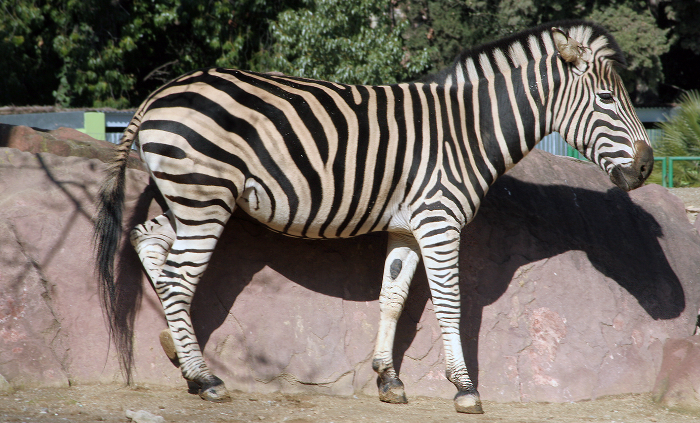 Chapman's zebra